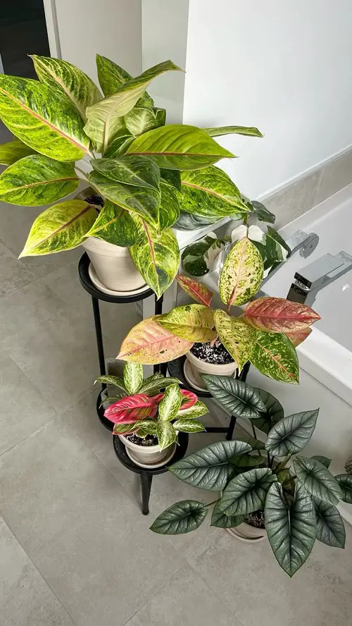Aglaonema Arrangement Ideas 16