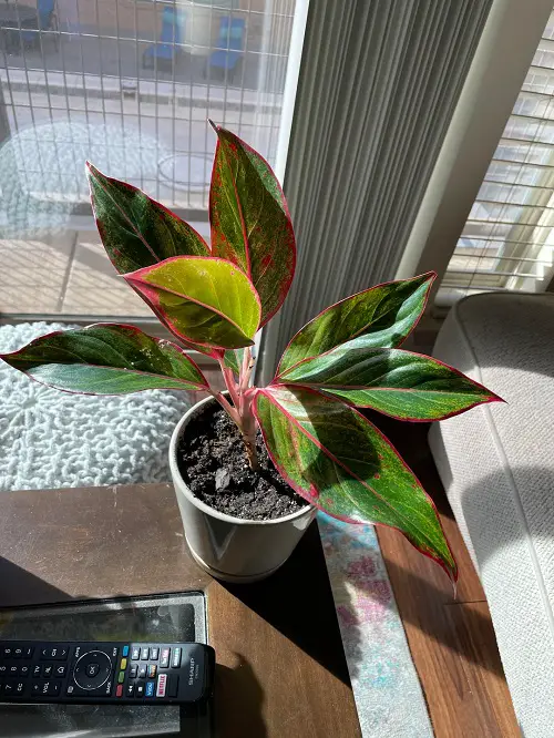 Aglaonema Arrangement Ideas 17