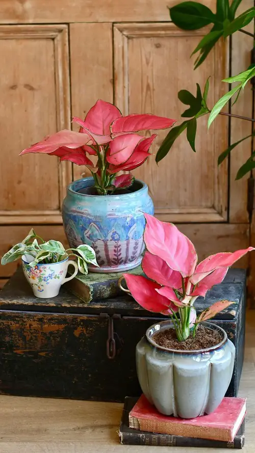 Aglaonema Arrangement Ideas 18