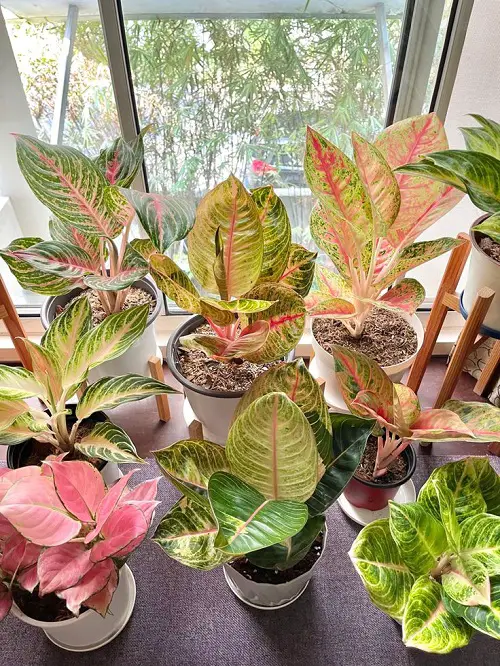 Aglaonema Arrangement Ideas 19