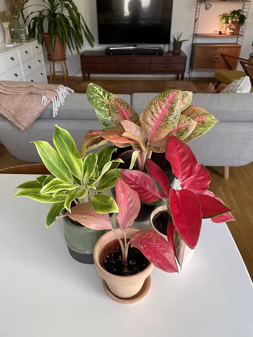 Aglaonema Arrangement Ideas 1