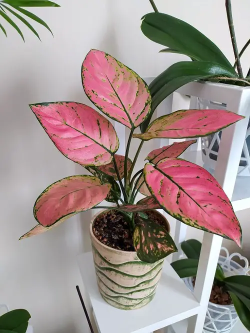 Aglaonema Arrangement Ideas 3