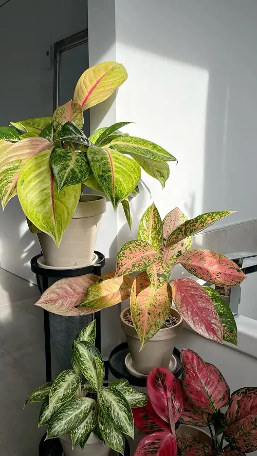 Aglaonema Arrangement Ideas 7