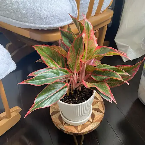 Aglaonema Arrangement Ideas 8