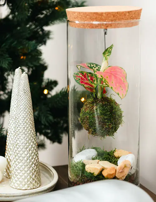 Aglaonema Arrangement Ideas 9