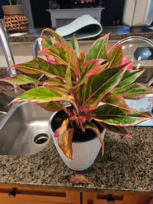 Aglaonema Arrangement Ideas 12