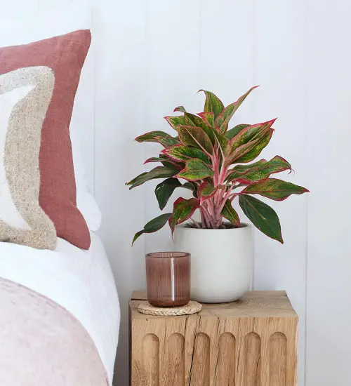 Aglaonema Arrangement Ideas 13