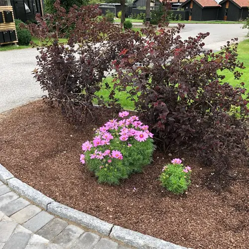 Beautiful cosmos display in garden
