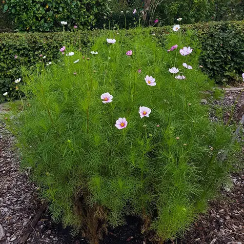 Blooming Cosmos Field