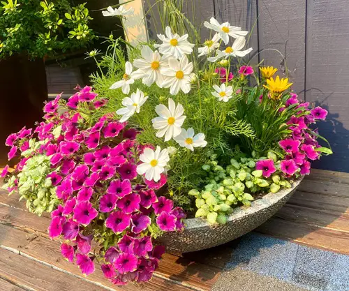 Mixed Container Garden