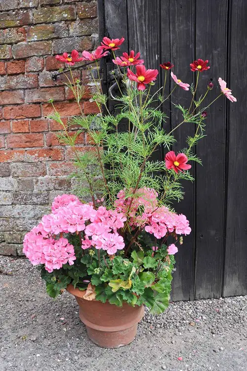 Beautiful cosmos display ideas