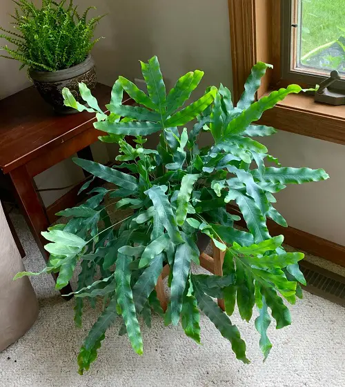 Blue Star Fern indoor