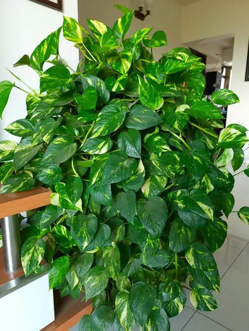 Tricks to Grow Bushier Pothos Without Cutting Any Vines