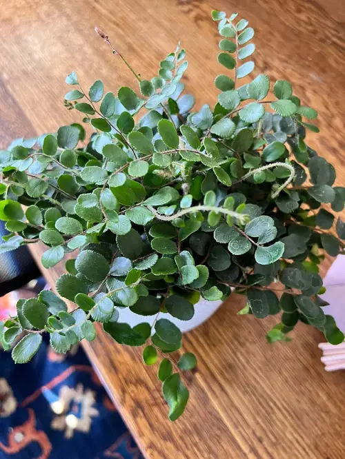 Button Fern indoor