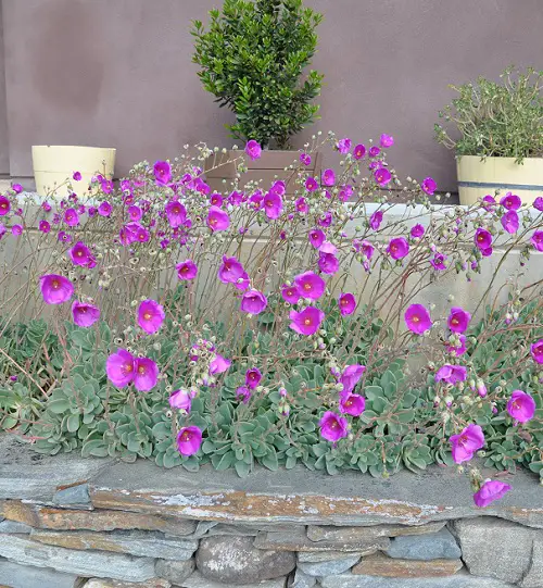 Calandrinia plant in garden