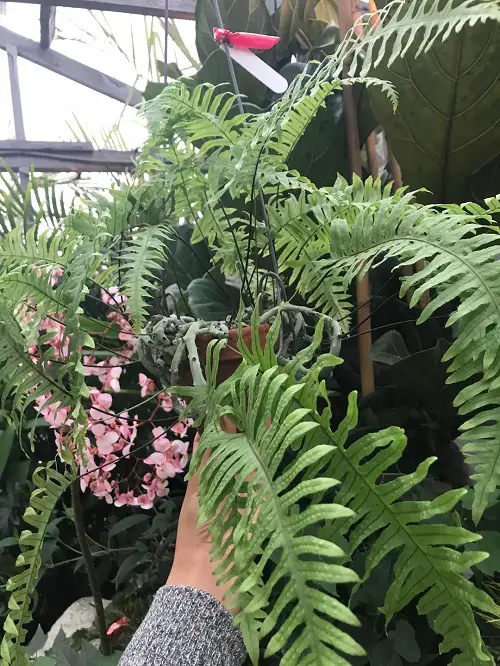 Caterpillar Fern plant in pot