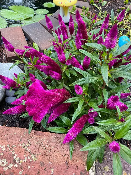 Celosia in garden