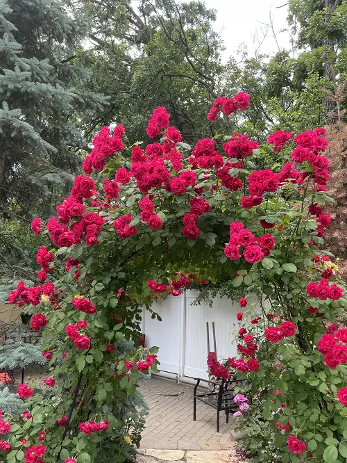 Mistakes to Avoid When Training Climbing Roses on Arches