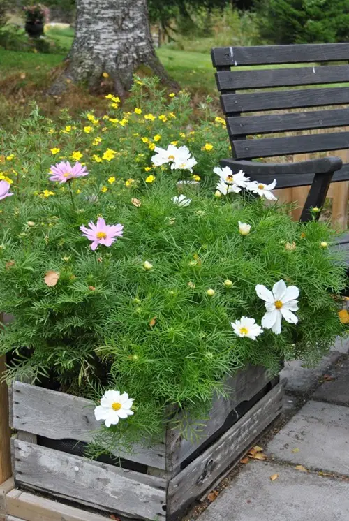 Cosmos in Raised Wooden Planters