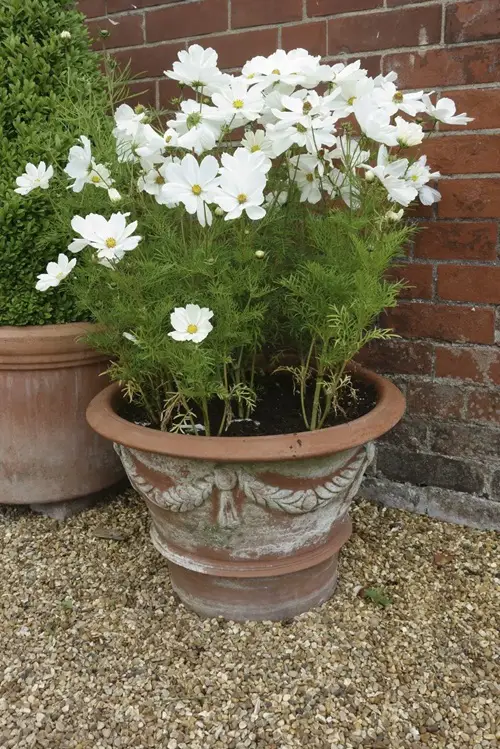 Cosmos in Terracotta Pots