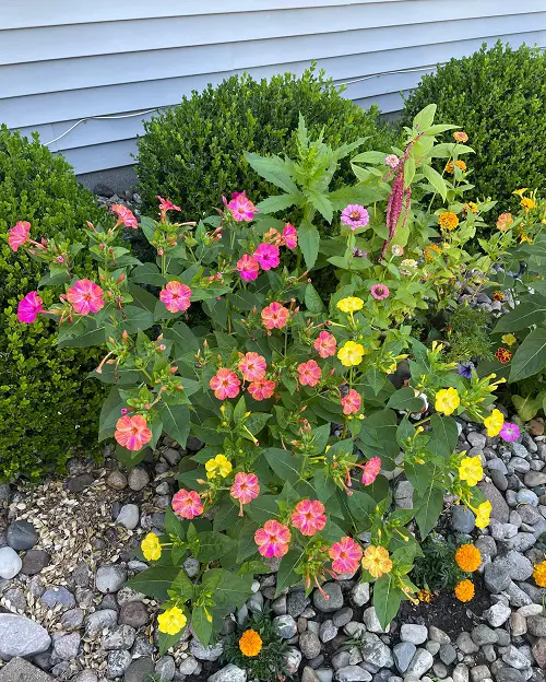 Colrful Four O’Clock flowers