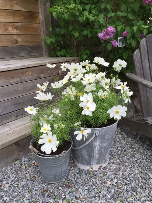 Galvanized Metal Buckets