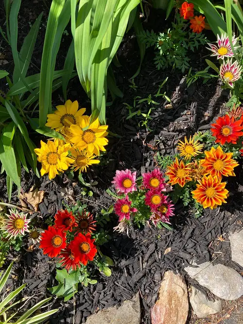 Flowers That Close And Open Every Day 2