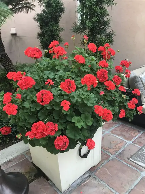 Baking Soda For Geraniums For More Flowers