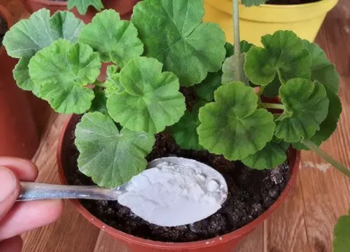 How Baking Soda Helps Geraniums Bloom More