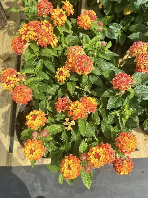 Lantana flower