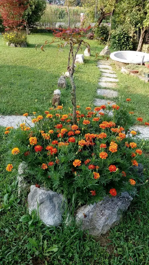 Longest Blooming Annuals For Nonstop Color Till Frost 3