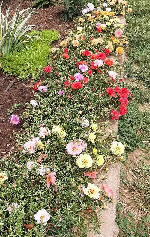 Flowers That Close And Open Every Day 1