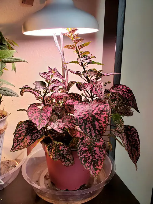 Polka Dot Plant Decor Ideas 2