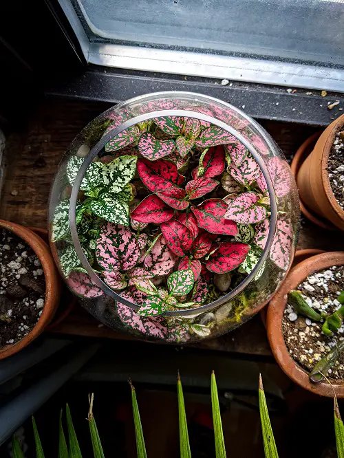 Polka Dot Plant Decor Ideas 4