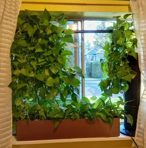 pothos near window