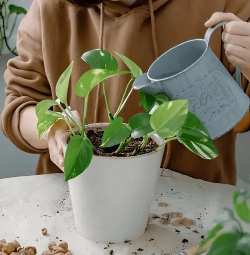 pothos fertilizer