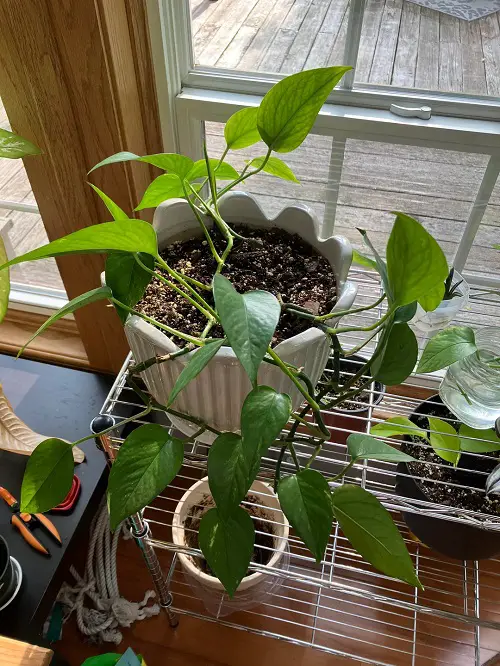 Tricks to Grow Bushier Pothos Without Cutting Any Vines 2