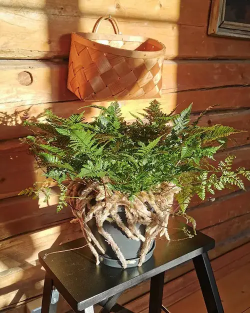 Unique Rabbit’s Foot Fern