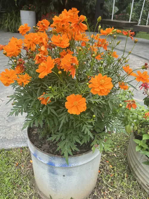 Reused Plastic Drum Pot