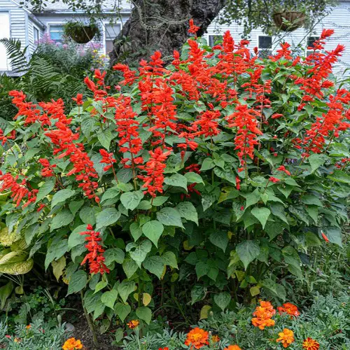 Salvia in garden