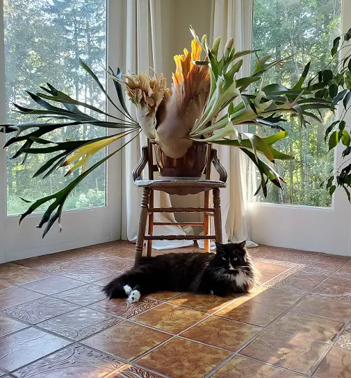 Unique Ferns That Look Like Something Else 2