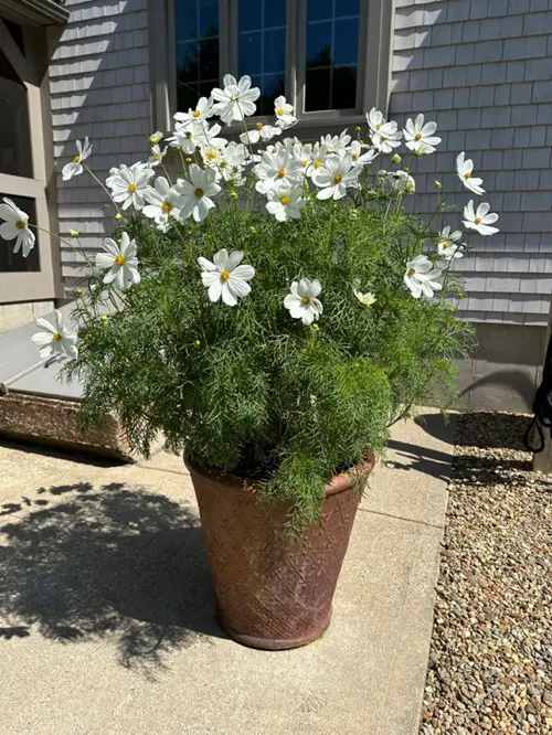 Tall Tapered Terracotta Planter