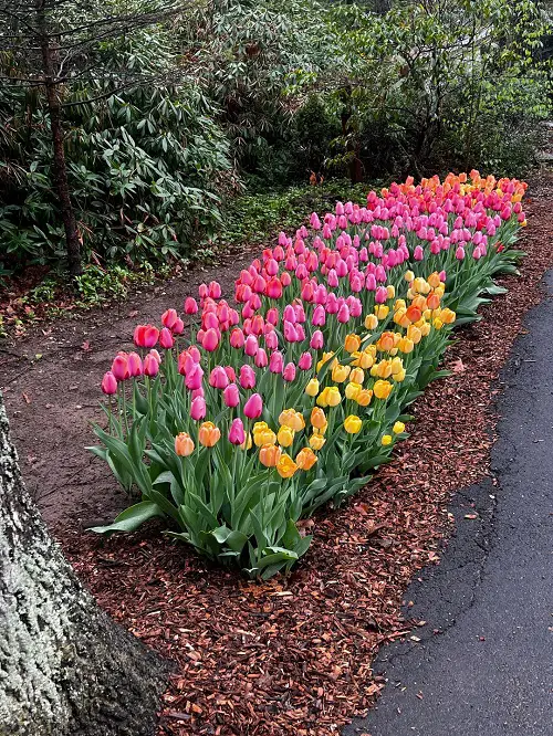 Tulip in garden