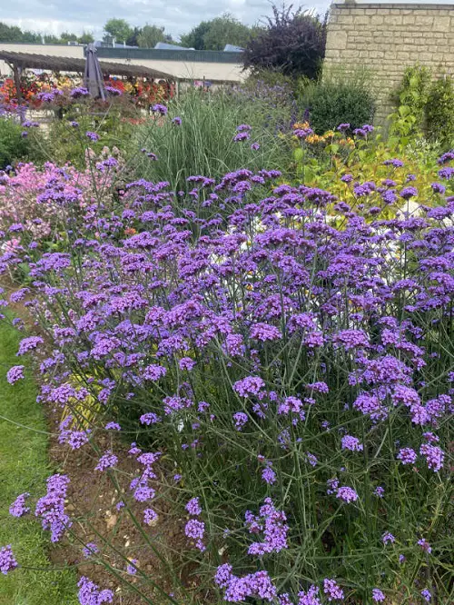 Verbena in garden