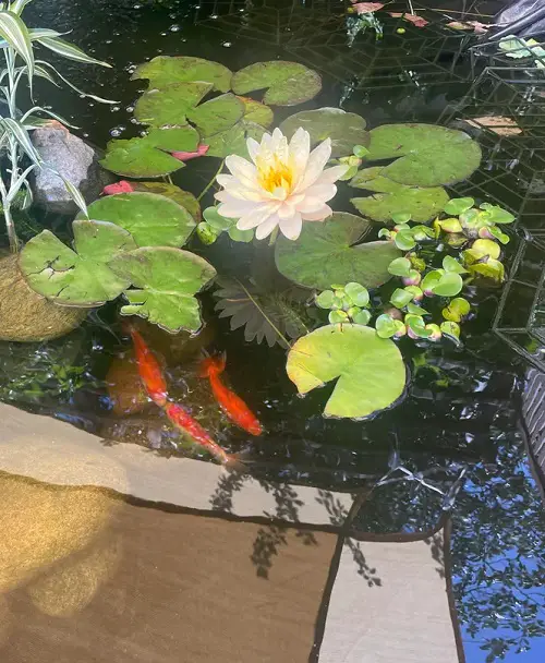 Waterlily in pond