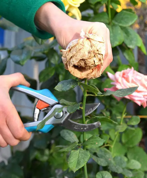 climbing Roses Pruning Deadheading
