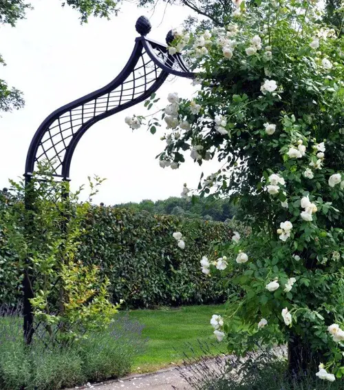 climbing Roses Large arch