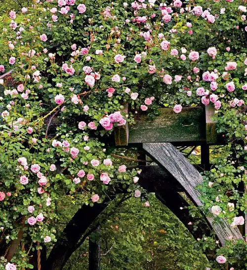 climbing Roses multiple vines on a single arch