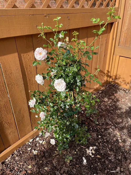 Planting Too Far from the Arch