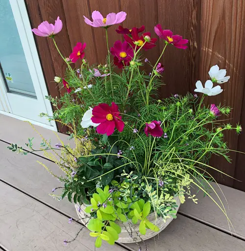 Combine with other plants